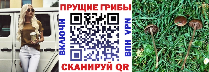 Галлюциногенные грибы Psilocybine cubensis  ссылка на мегу сайт  даркнет наркотические препараты  Выкса 
